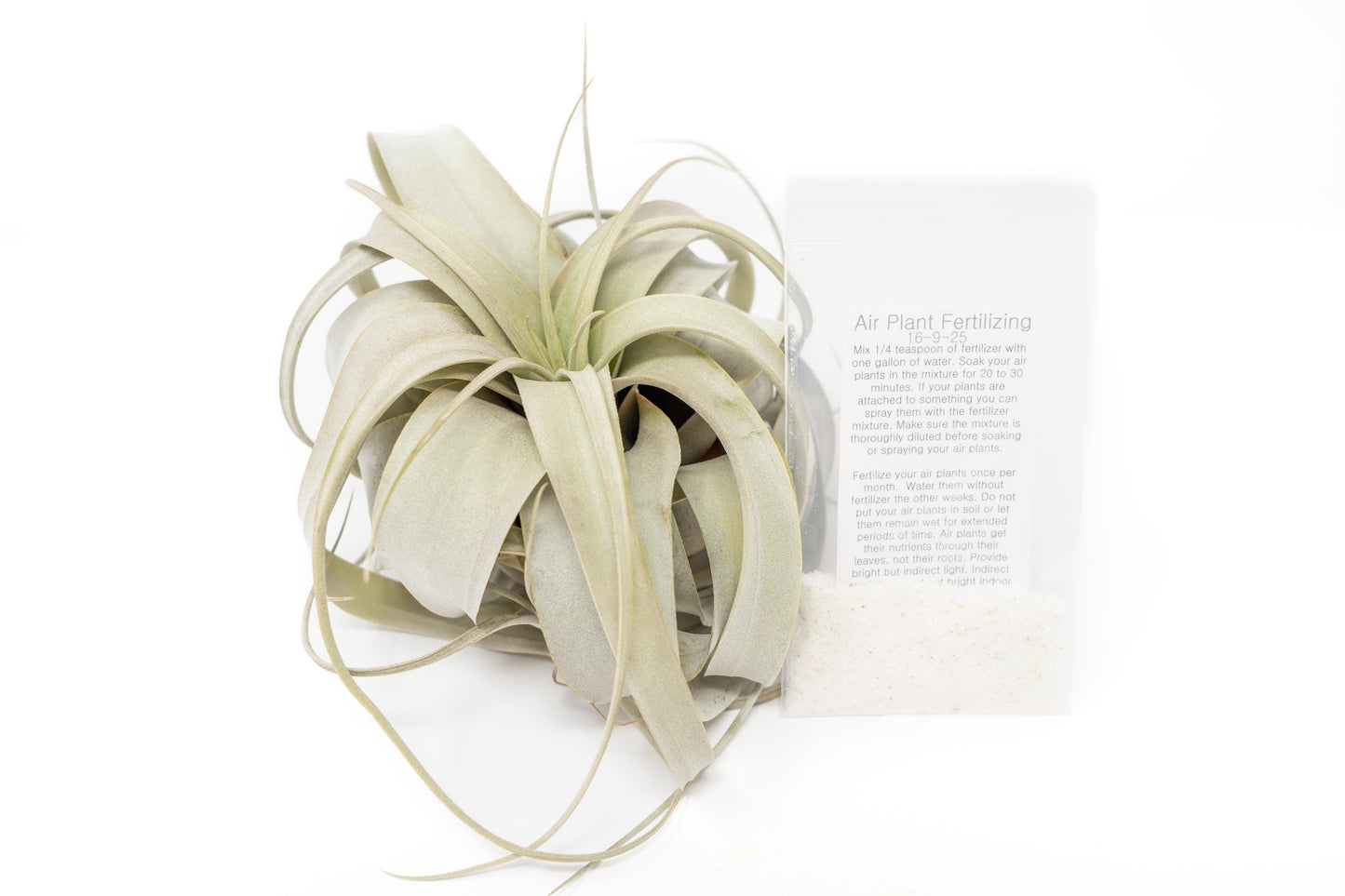 Large Tillandsia Xerographica + 1 Year Air Plant Fertilizer Pack