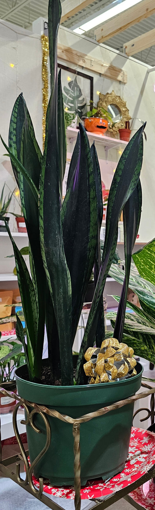 Introducing the Rare and Sexy Whitney Sansevieria