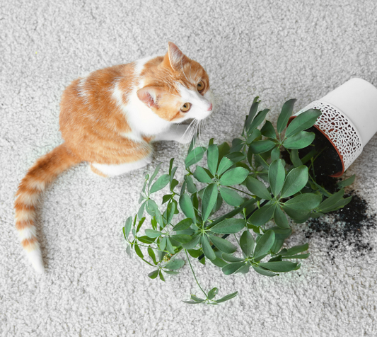 Thriving Greens and Safe Scenes for Tots and Tails: Choosing Child and Pet Safe Houseplants