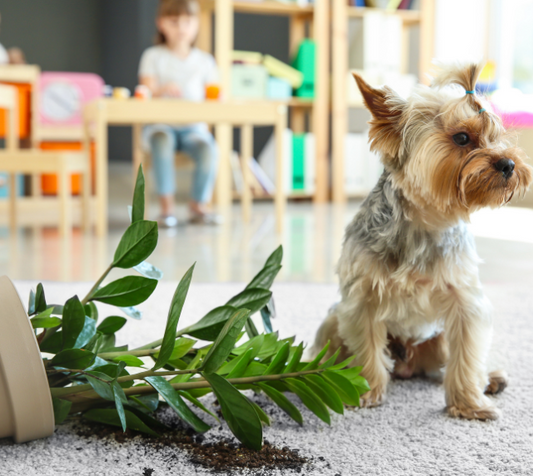 Paws and Leaves: Earth Omi Sol's Guide to Keeping Plants Safe from Curious Kids and Pets